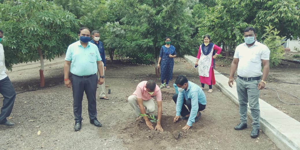 tree plantation