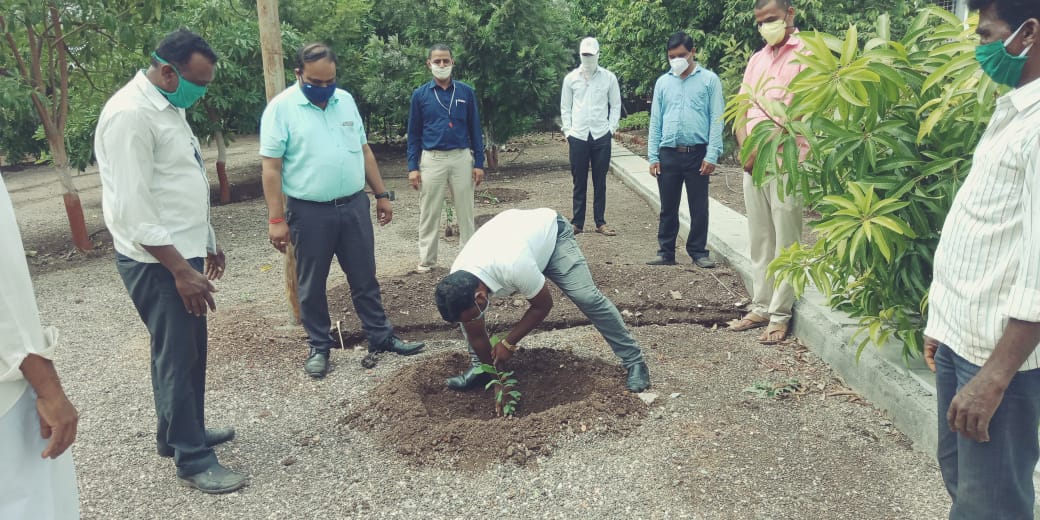 tree plantation
