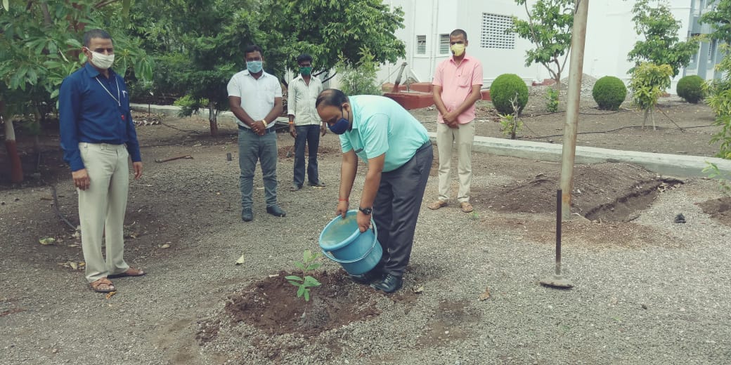 tree plantation