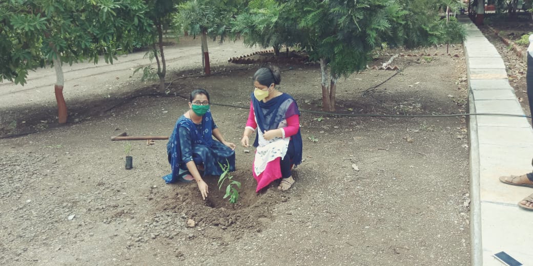 tree plantation