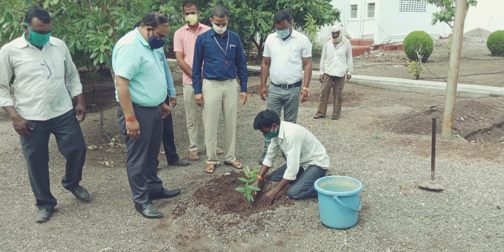 tree plantation