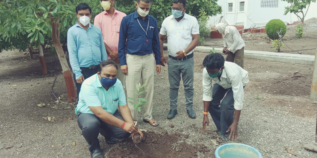 tree plantation