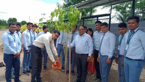 tree plantation