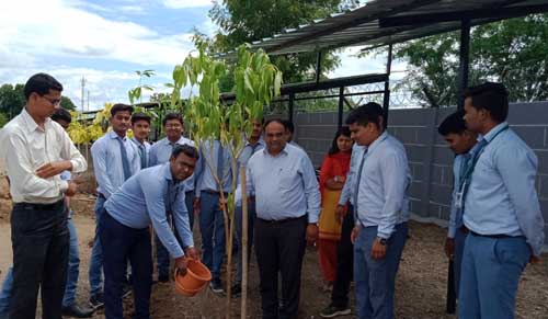 tree plantation