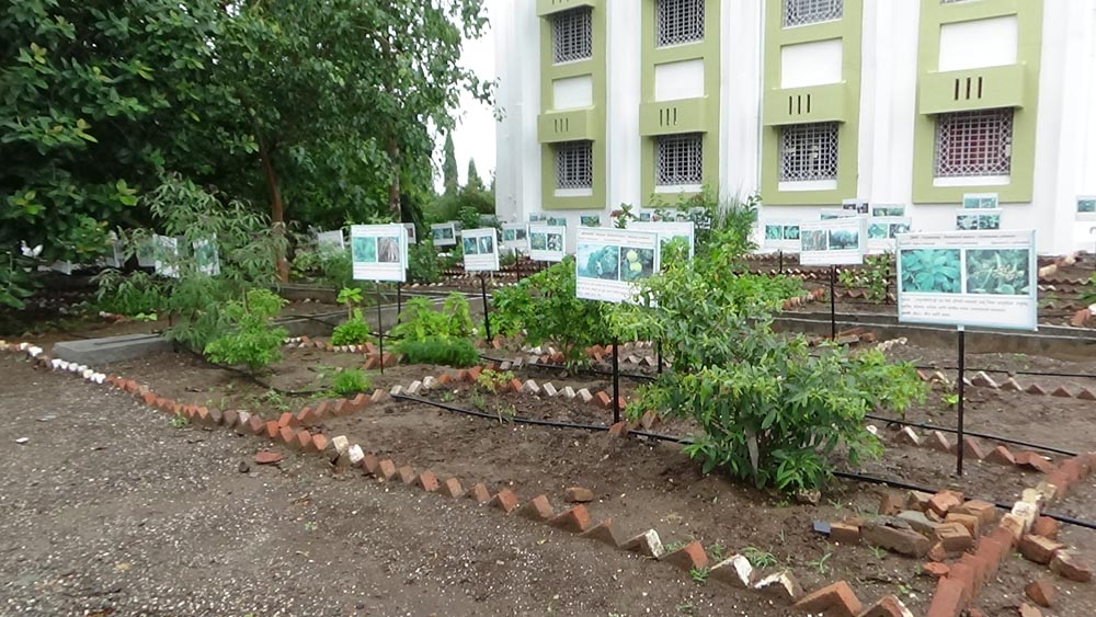 amrutvahini medicinal plant garden